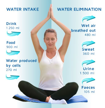 How does the Water enter into our body and then is eliminated